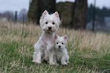 WESTIE 426